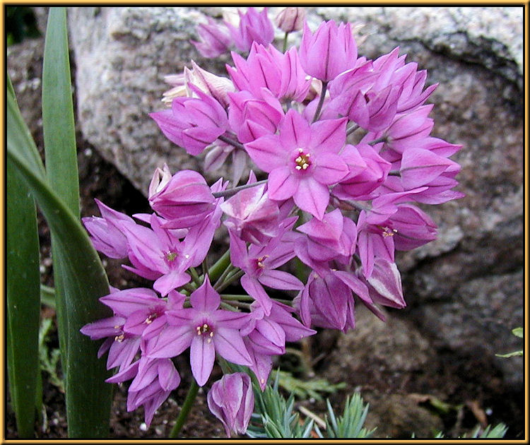 Allium ostrowskianum