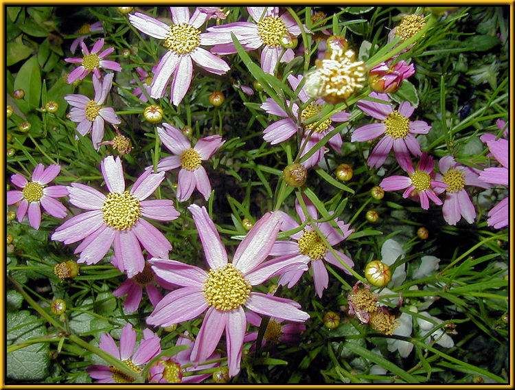 Anemone Windflower