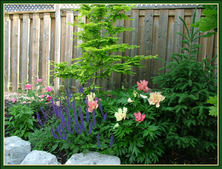 Gardening With Dr. Lily Lo