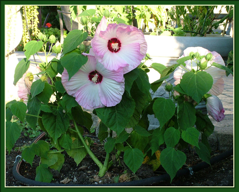 Gardening With Dr. Lily Lo