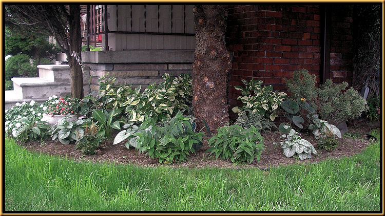 Shade Garden