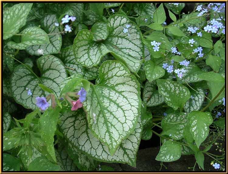 Brunnera 'Jack Frost'