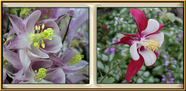 Columbine