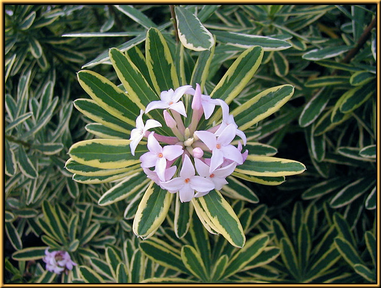 Daphne burkwoodii 'Carol Mackie'