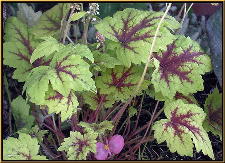 Heuchera Foamy Bells
