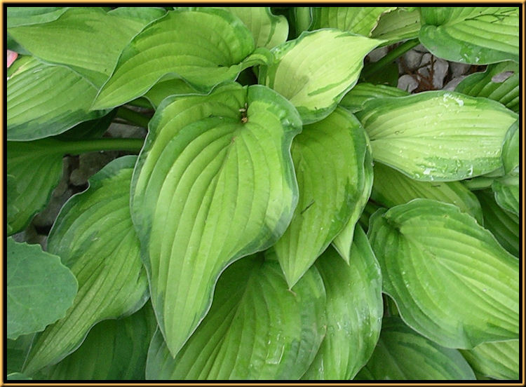 Hosta Last Dance