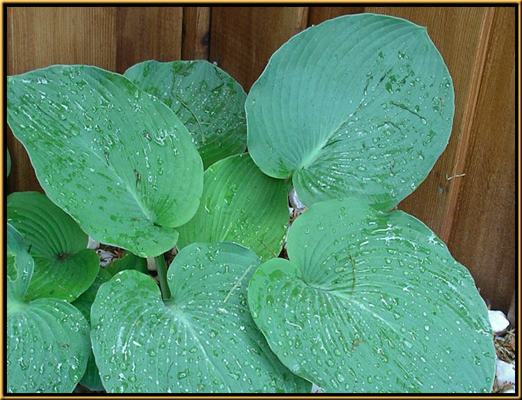 Hosta Spacious Spikes