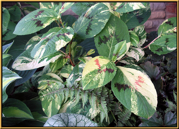 Tovara Painters Palette