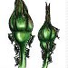 Aphids