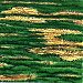 Crabgrass