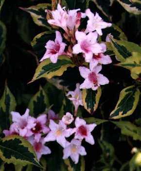 Close up of the flowers on Variegated Weigela Sunny Princess