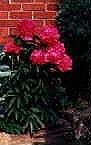 Peony