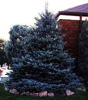 Dwarf Colorado Intense Blue Spruce 1998