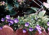 Campanula carpatica Carpathian Bellflower