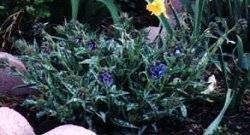 Pulmonario I. 'Bertram Anderson' Lungwort