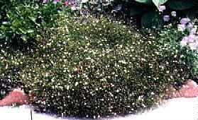 Tunica saxifraga 'Tunic Flower'
