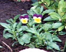 Viola tricolor