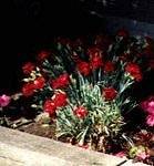 Dianthus Frosty Fire Pinks 'Frosty Fire'