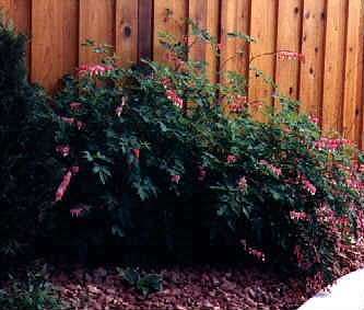 Dicentra spectabilis 'Bleeding Heart'