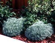 Artemisia 'Silver Mound'