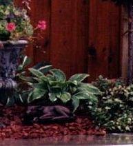 Hosta