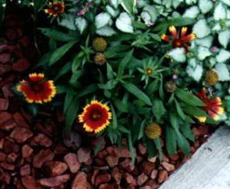 Gaillardia 'Goblin'