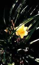 Missouri Beauty Day Lily