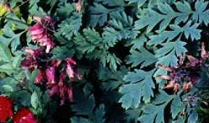 Dicentra formosa 'Luxuriant Bleeding Heart'