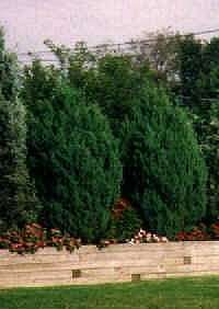 Spiny Greek Juniper Before Clipping And Overcrowding