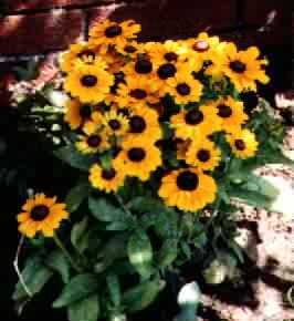 Rudbeckia fulgida 'Goldsturm' Black Eyed Susan