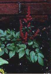 Astilbe Red Glut