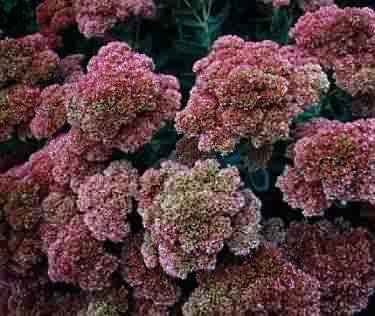 Close up of Sedum spectabilis 'Autumn Joy'
