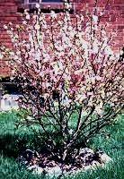 Flowering Almond Bush