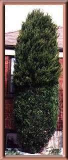 Pruning Junipers