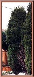 Pruning Junipers