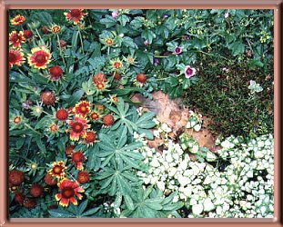 Rock Garden