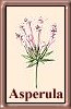 A. lilaciflora caespitosa