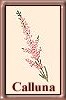C. vulgaris