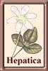 H. nobilis