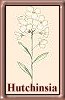 H. alpina