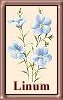 L. perenne alpinum