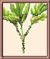 Aphids