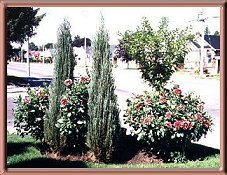 Back View of Dahlias