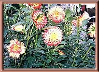Jimmy's Dahlias