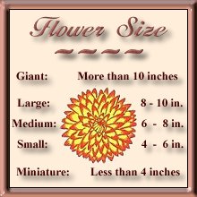 Flower Size
