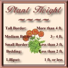 Plant Height