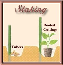 Staking and Planting Dahlias