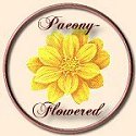 Paeony-Flowered Dahlia