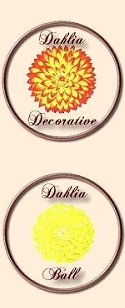 Decorative and Ball Dahlia