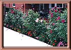 Dahlias